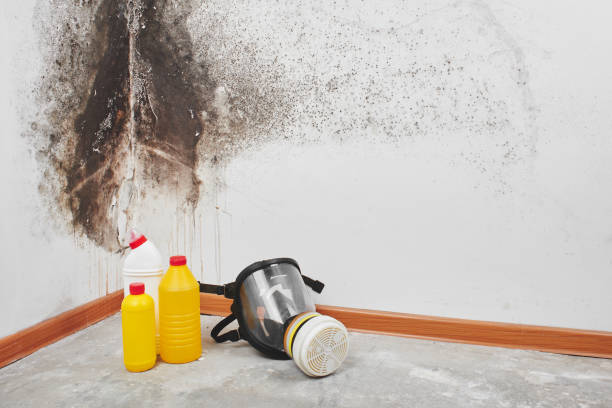 Best Mold Removal Company Near Me  in Garfield, TX