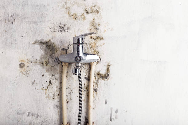 Best Mold Removal Specialists  in Garfield, TX
