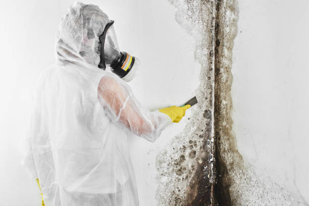 Best Office Mold Removal Services  in Garfield, TX