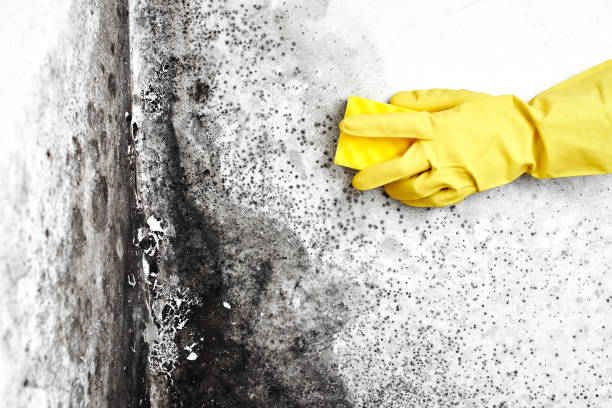 Mold Testing and Removal in Garfield, TX