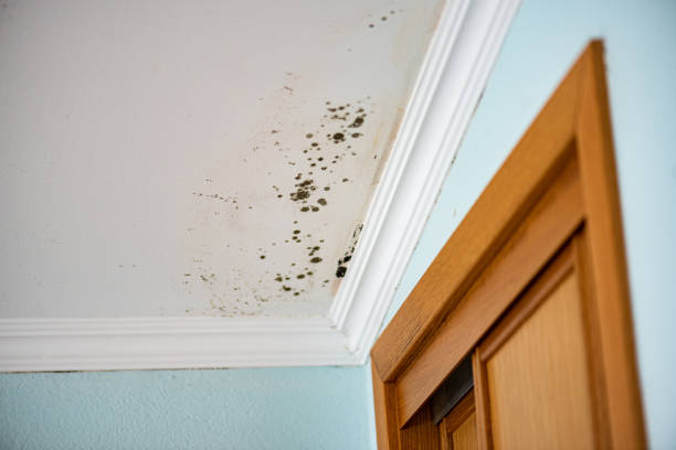 Best Toxic Mold Removal  in Garfield, TX