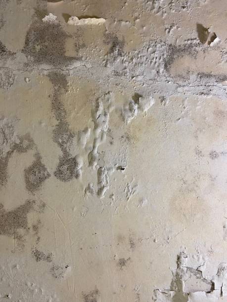 Best Toxic Mold Removal  in Garfield, TX