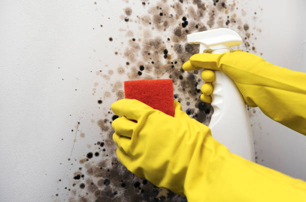 Best Mold Testing  in Garfield, TX