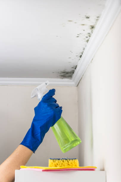 Best Commercial Mold Removal  in Garfield, TX