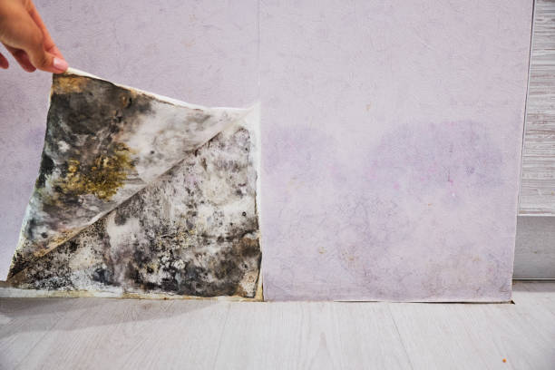 Best Black Mold Removal  in Garfield, TX